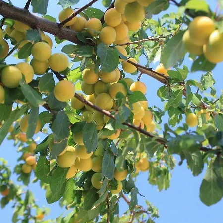 With A Parking Space Sali, Dugi Otok - 8109 * サリ