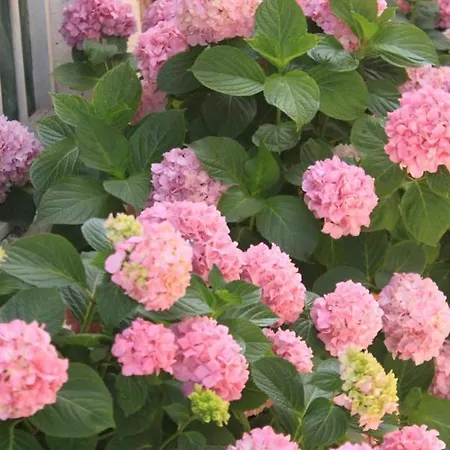 Apartments With A Parking Space Sali, Dugi Otok - 8109 Apartment *