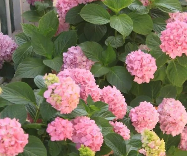 With A Parking Space Sali, Dugi Otok - 8109 Apartmán *